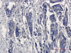 Microsomal Glutathione S-transferase 1 Antibody (S06-1E9), Novus Biologicals:Antibodies:Primary