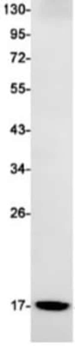Microsomal Glutathione S-transferase 1 Antibody (S06-1E9), Novus Biologicals:Antibodies:Primary