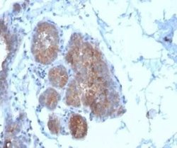 Migfilin Mouse anti-Human, Clone: FBLIM1/4600, Novus Biologicals 20 &mu;g;