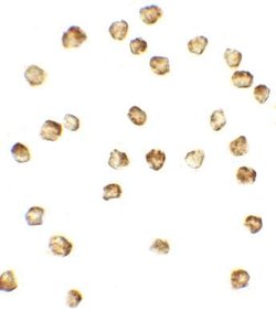 Mind Bomb 1/MIB1 Antibody - BSA Free, Novus Biologicals 0.1 mg | Buy Online | Novus Biologicals | Fisher Scientific