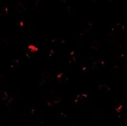 Mind Bomb 1/MIB1 Antibody - BSA Free, Novus Biologicals 0.1 mg | Buy Online | Novus Biologicals | Fisher Scientific
