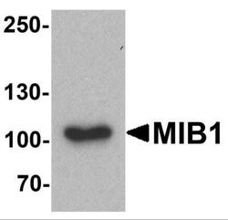 Mind Bomb 1/MIB1 Antibody - BSA Free, Novus Biologicals 0.1 mg | Buy Online | Novus Biologicals | Fisher Scientific