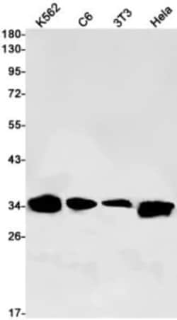 Mindin/Spondin-2 Antibody (S06-4H7), Novus Biologicals 100 &mu;g; Unconjugated:Antibodies,
