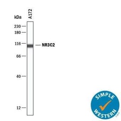 Mineralocorticoid R/NR3C2 Antibody, Novus Biologicals:Antibodies:Primary