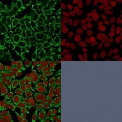 Mitochondria Antibody (AE-1), Novus Biologicals 0.02mg; Unlabeled:Antibodies,