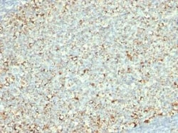 Mitochondria Antibody (AE-1), Novus Biologicals 0.02mg; Unlabeled:Antibodies,