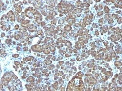 Mitochondria Antibody (AE-1), Novus Biologicals 0.02mg; Unlabeled:Antibodies,