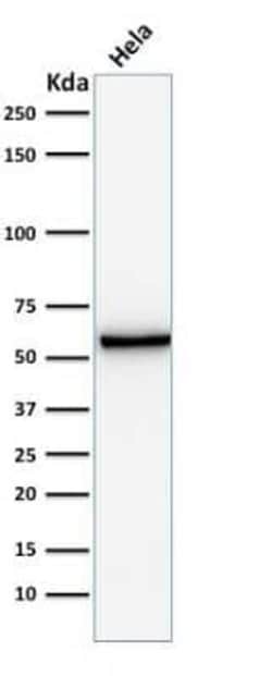 Mitochondria Antibody (AE-1), Novus Biologicals 0.02mg; Unlabeled:Antibodies,