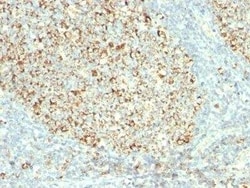 Mitochondria Antibody (MTC02), Novus Biologicals 0.02 mg | Buy Online | Novus Biologicals | Fisher Scientific