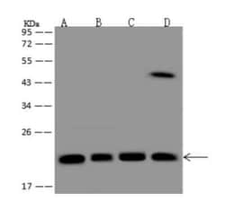 Mitochondrial ribosomal protein L11 Antibody, Novus Biologicals 50 &mu;g;