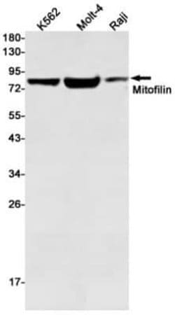 Mitofilin Rabbit anti-Human, Clone: S03-6H5, Novus Biologicals 25 ul | Buy Online | Novus Biologicals | Fisher Scientific