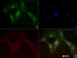 Mitofusin 1 Antibody (11E9-1H12) - Azide and BSA Free, Novus Biologicals