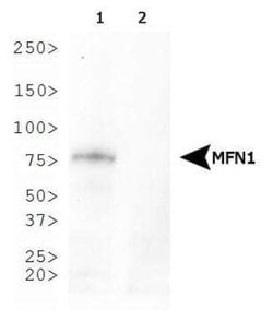 Mitofusin 1 Antibody (11E9-1H12) - Azide and BSA Free, Novus Biologicals