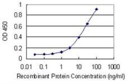 Mitofusin 1 Antibody (3C9), Novus Biologicals 0.1 mg | Buy Online | Novus Biologicals | Fisher Scientific