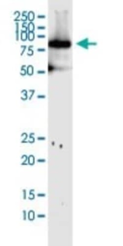 Mitofusin 1 Antibody (3C9), Novus Biologicals 0.1 mg | Buy Online | Novus Biologicals | Fisher Scientific