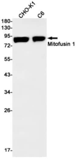 Mitofusin 1 Antibody (S05-3A8), Novus Biologicals:Antibodies:Primary Antibodies