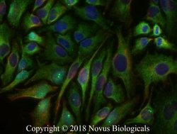 Mitofusin 2 Antibody - BSA Free, Novus Biologicals 0.025mg:Antibodies,