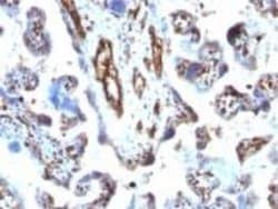 Moesin Antibody (MSN/491), Novus Biologicals 0.5mL; Unlabeled:Antibodies,