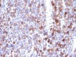 Moesin Antibody (MSN/491), Novus Biologicals 0.5mL; Unlabeled:Antibodies,
