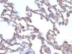 Moesin Antibody (MSN/491), Novus Biologicals 0.5mL; Unlabeled:Antibodies,