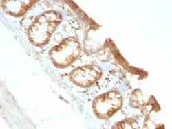 Moesin Antibody (MSN/491), Novus Biologicals 0.5mL; Unlabeled:Antibodies,