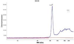 Moesin Antibody (MSN/491), Novus Biologicals 0.5mL; Unlabeled:Antibodies,