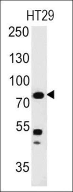 Moesin Antibody (MSN/491), Novus Biologicals 0.5mL; Unlabeled:Antibodies,