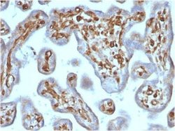 Moesin Mouse anti-Human, Rat, Clone: rMSN/492, Novus Biologicals 20 &mu;g;