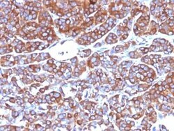 Moesin Antibody (MSN/492), Novus Biologicals 0.1mg; Unlabeled:Antibodies,
