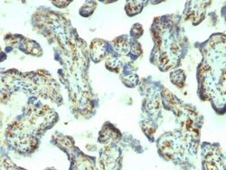 Moesin Antibody (MSN/492), Novus Biologicals 0.1mg; Unlabeled:Antibodies,