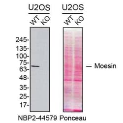 Moesin Antibody (MSN/492), Novus Biologicals 0.1mg; Unlabeled:Antibodies,