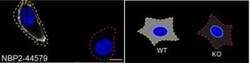 Moesin Antibody (MSN/492), Novus Biologicals 0.1mg; Unlabeled:Antibodies,