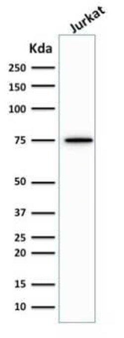 Moesin Antibody (MSN/492), Novus Biologicals 0.1mg; Unlabeled:Antibodies,