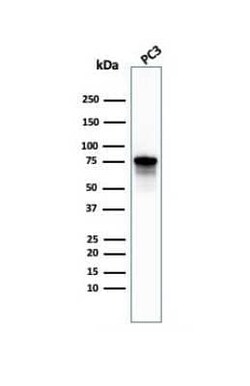Moesin Antibody (MSN/492), Novus Biologicals 0.1mg; Unlabeled:Antibodies,