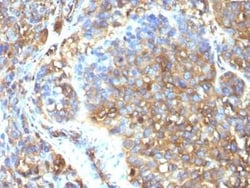 Moesin Antibody (MSN/493), Novus Biologicals 0.02mg; Unlabeled:Antibodies,