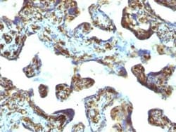 Moesin Antibody (MSN/493), Novus Biologicals 0.02mg; Unlabeled:Antibodies,