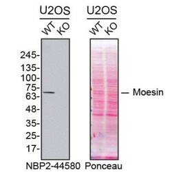 Moesin Antibody (MSN/493), Novus Biologicals 0.02mg; Unlabeled:Antibodies,