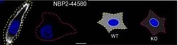 Moesin Antibody (MSN/493), Novus Biologicals 0.02mg; Unlabeled:Antibodies,