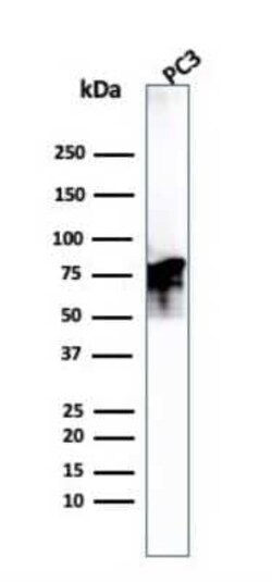 Moesin Antibody (MSN/493), Novus Biologicals 0.02mg; Unlabeled:Antibodies,