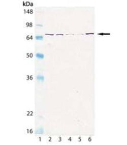 GRP75/HSPA9B/Mortalin Antibody (30A5), Novus Biologicals:Antibodies:Primary