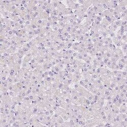 Motilin Antibody, Novus Biologicals 25 &mu;L, Unconjugated:Antibodies,