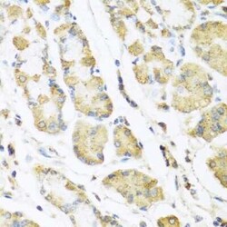 Motilin Antibody - BSA Free, Novus Biologicals:Antibodies:Primary Antibodies