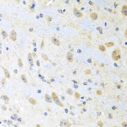 Motilin Antibody - BSA Free, Novus Biologicals:Antibodies:Primary Antibodies