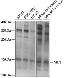Motilin Antibody - BSA Free, Novus Biologicals:Antibodies:Primary Antibodies