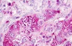 Motilin R/GPR38 Antibody, Novus Biologicals 50 &mu;g; Unconjugated:Antibodies,