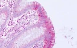Motilin R/GPR38 Antibody, Novus Biologicals 50 &mu;g; Unconjugated:Antibodies,