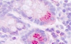 Motilin R/GPR38 Antibody, Novus Biologicals 50 &mu;g; Unconjugated:Antibodies,
