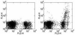 IgM Antibody (II/41) - BSA Free, Novus Biologicals:Antibodies:Secondary