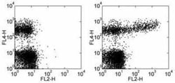 IgM Antibody (II/41) - BSA Free, Novus Biologicals:Antibodies:Secondary