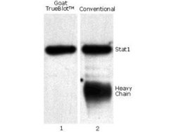 Mouse Pure-Blot anti-Goat IgG (H+L) Secondary Antibody (eB270), HRP, Novus